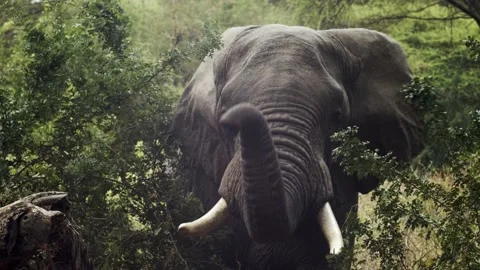 African Elephant Roaring at Camera Video stock 237478090