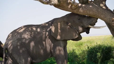 African Elephant Rubbing Against A Tree Stock Footage 327985663