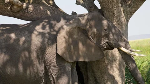 African Elephant Rubbing Against A Tree Stock Footage 327985673