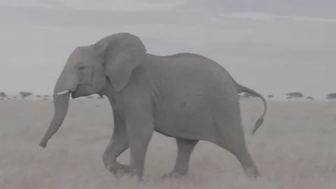 African elephant running through grass Stock Footage 131244004