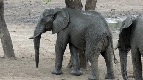 African elephant scratch post Stockbeeldmateriaal 306536979