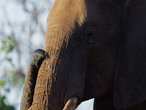 African Elephant scratch trunk tight Stock Footage 72158881