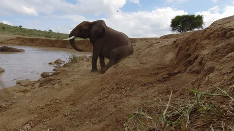 African elephant scratching back in savannah in sunny day Stock Footage 310975854