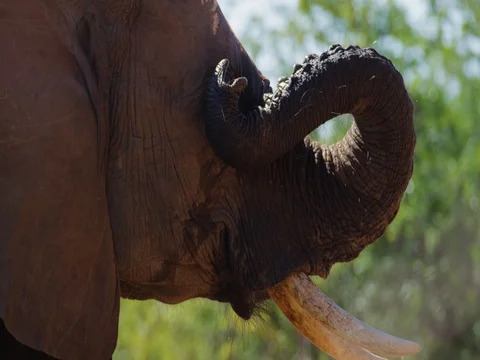 African Elephant scratching eye with trunk 4k Stock Footage 72192369