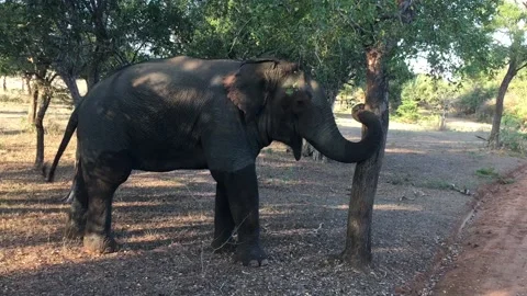 African elephant scratching his trunk against a tree Stock Footage 132554366