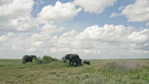 African elephant side profile walking across savanna habitat 库存影片 200858695