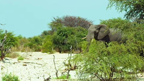 African elephant side profile walking across savanna habitat Stock Footage 272142697