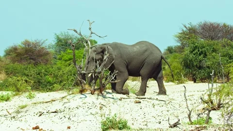 African elephant side profile walking across savanna habitat Stock Footage 272143633