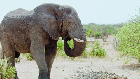 African elephant side profile walking across savanna habitat Stock Footage 272166293