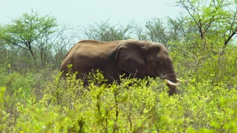 African elephant side profile walking across savanna habitat Stock Footage 272167857