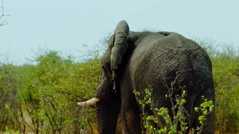 African elephant side profile walking across savanna habitat Stock Footage 272168207