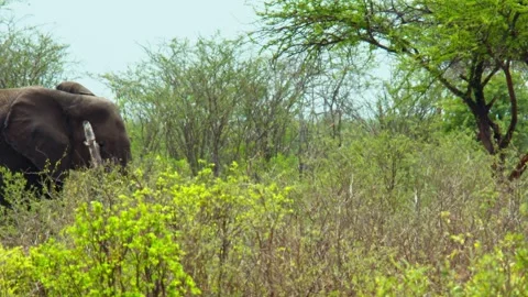 African elephant side profile walking across savanna habitat Stock Footage 272168538