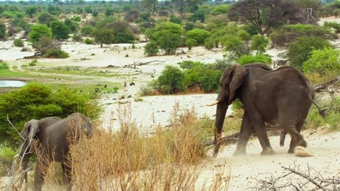 African elephant side profile walking across savanna habitat Stock Footage 272169017