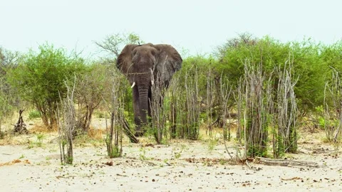 African elephant side profile walking across savanna habitat Stock Footage 272169200