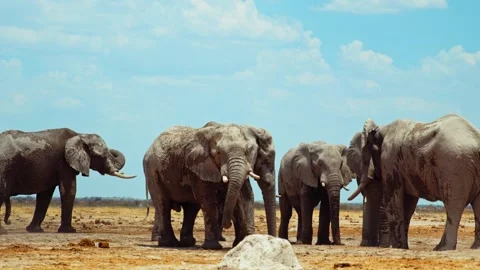 African elephant side profile walking across savanna habitat Stock Footage 272171039
