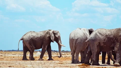 African elephant side profile walking across savanna habitat Video stock 272171519