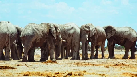 African elephant side profile walking across savanna habitat Stock Footage 272171816