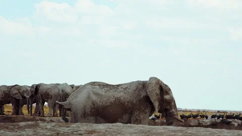 African elephant side profile walking across savanna habitat Stock Footage 272171862