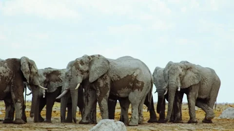 African elephant side profile walking across savanna habitat Video stock 272172266