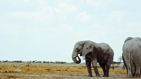African elephant side profile walking across savanna habitat Stock Footage 272173099