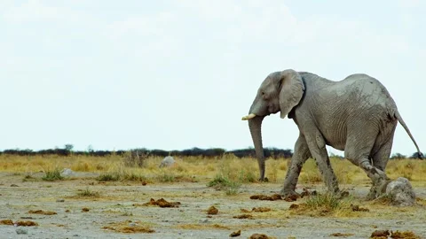 African elephant side profile walking across savanna habitat Stock Footage 272173398