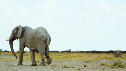 African elephant side profile walking across savanna habitat Video stock 272173836