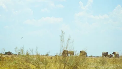 African elephant side profile walking across savanna habitat Video stock 272175503