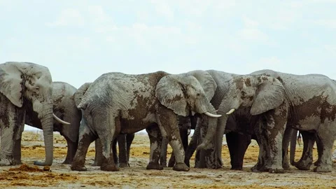 African elephant side profile walking across savanna habitat Stock Footage 272176015