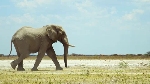 African elephant side profile walking across savanna habitat 库存影片 272177085