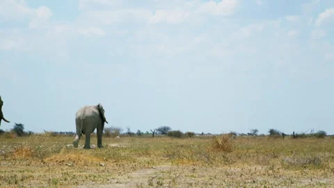 African elephant side profile walking across savanna habitat Stock-Footage 272177392