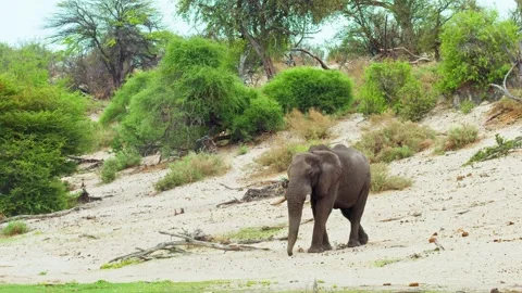 African elephant side profile walking across savanna habitat Video stock 272178831