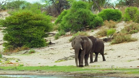 African elephant side profile walking across savanna habitat Stock Footage 272179521
