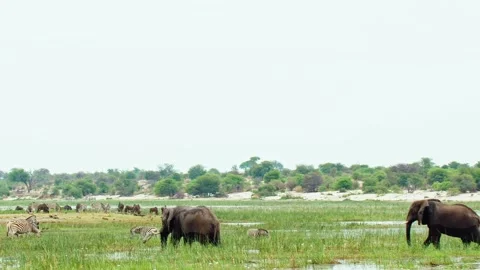 African elephant side profile walking across savanna habitat Stock Footage 272183311