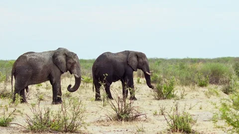 African elephant side profile walking across savanna habitat Stock Footage 272187852