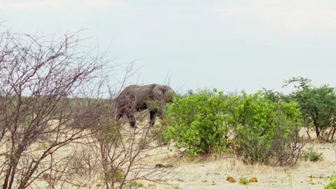 African elephant side profile walking across savanna habitat Stock Footage 272188124