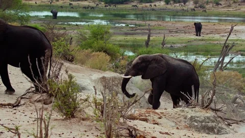 African elephant side profile walking across savanna habitat Stock Footage 272189188