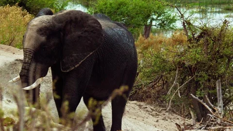 African elephant side profile walking across savanna habitat Stock Footage 272190035