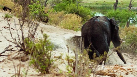 African elephant side profile walking across savanna habitat Stock Footage 272190386