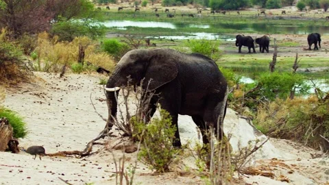 African elephant side profile walking across savanna habitat Vidéo 272190801