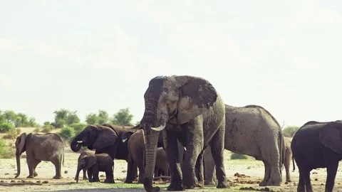 African elephant side profile walking across savanna habitat 库存影片 272193899