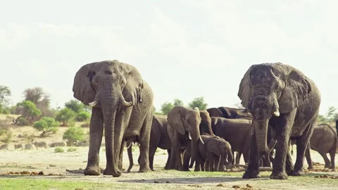 African elephant side profile walking across savanna habitat Stock Footage 272194810