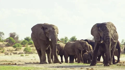 African elephant side profile walking across savanna habitat 库存影片 272195357