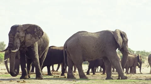 African elephant side profile walking across savanna habitat Stock Footage 272196278