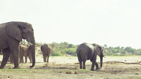 African elephant side profile walking across savanna habitat Video stock 272196452