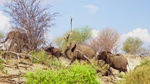 African elephant side profile walking across savanna habitat Stock Footage 272198333