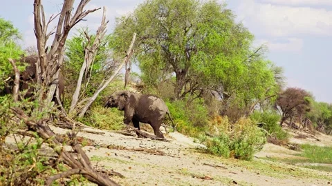 African elephant side profile walking across savanna habitat Stock Footage 272199247