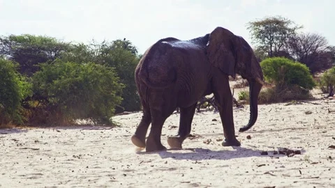 African elephant side profile walking across savanna habitat Stock Footage 272199707