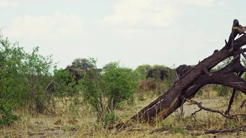 African elephant side profile walking across savanna habitat Stock Footage 272200376