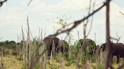 African elephant side profile walking across savanna habitat Stock Footage 272201032