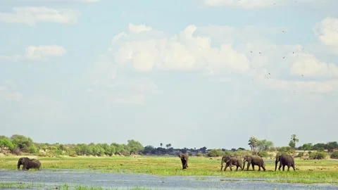 African elephant side profile walking across savanna habitat Stock Footage 272202359